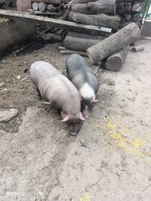 Porci vietnamezi - imagine 3