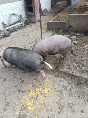 Porci vietnamezi - imagine 2