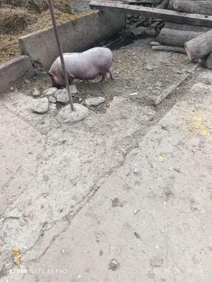 Porci vietnamezi - imagine 5