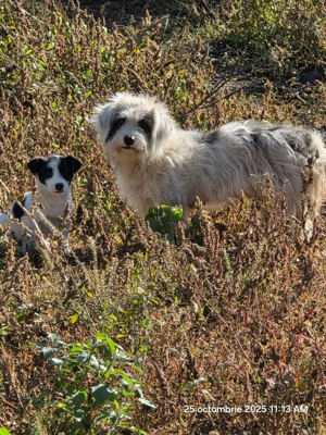 donam cățel talie mica - imagine 2