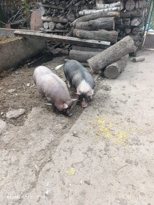 Porci vietnamezi - imagine 4