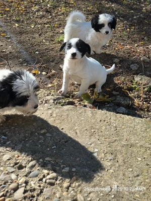 donam cățel talie mica - imagine 3