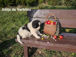 Pui Ciobănesc Românesc de Bucovina