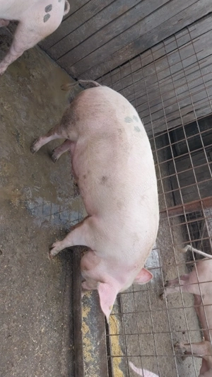 Porci de Crăciun de vanzare 