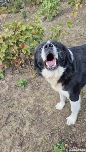 Ciobănești de Bucovina - imagine 5 Ciobănești de Bucovina - imagine 5