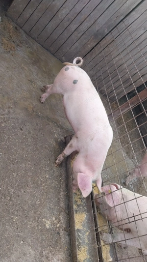 Purcea de vanzare  - imagine 3