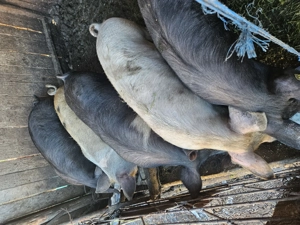 Soldani de vanzare - imagine 3