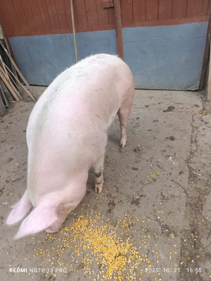 Porc de vanzare - imagine 3