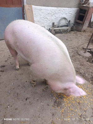 Porc de vanzare - imagine 4