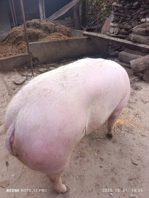 Porc de vanzare - imagine 2