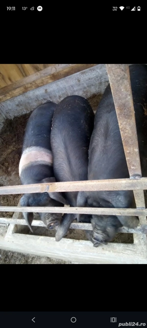 vând șoldani de 70 80 kg cu 18 kg  - imagine 2