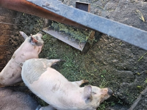 Soldani de vanzare - imagine 4