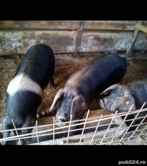 vând șoldani de 50 kg cu 18 kg 