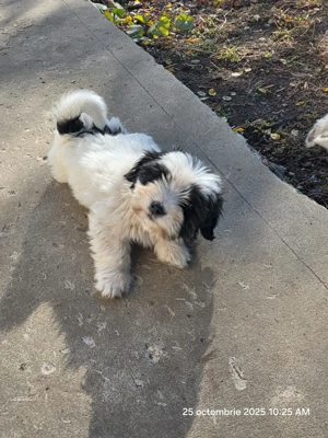 donam 3 catei talie mica