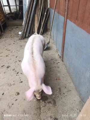 Scrofita de vanzare - imagine 2