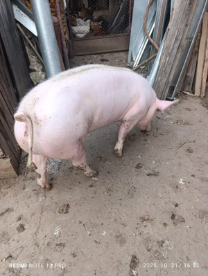 Scrofita de vanzare - imagine 4