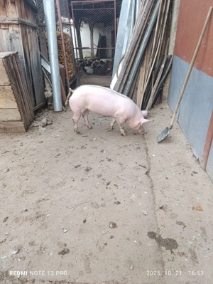 Scrofita de vanzare - imagine 3