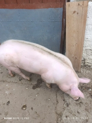 Scrofita de vanzare - imagine 5