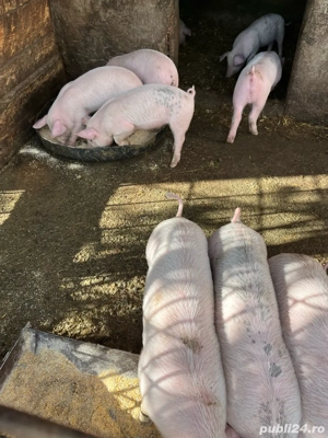 Purcei de vanzare - imagine 4