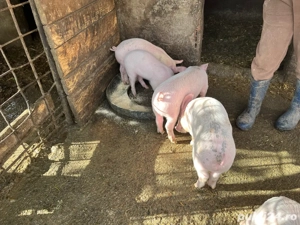 Purcei de vanzare - imagine 3