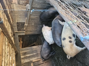 Soldani de vanzare - imagine 5