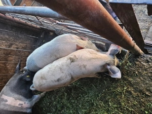 Soldani de vanzare - imagine 2