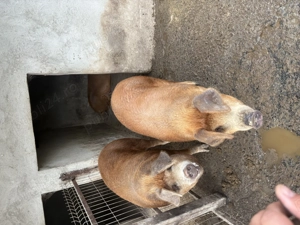 Porci de vânzare!! - imagine 2