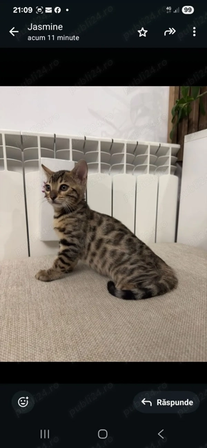 Pui de pisica bengal brown