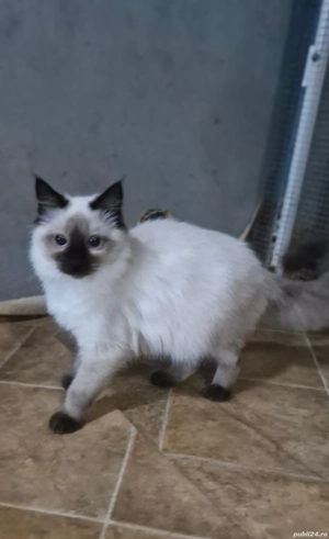 Ragdoll rasa - imagine 2