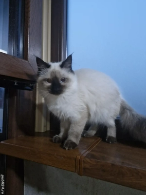 Ragdoll pui
