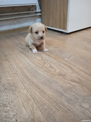 Catei Bichon Maltez - imagine 5