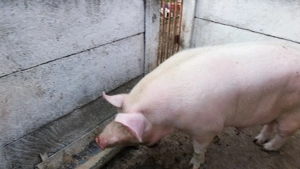 Porci de vanzare in Carei