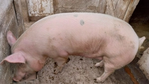 Porci de vanzare in Carei - imagine 2