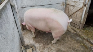 Porci de vanzare in Carei - imagine 4