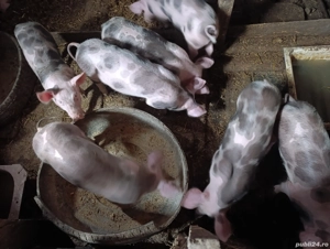 Vand soldani - imagine 4