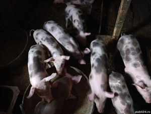 Vand soldani - imagine 3