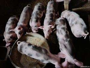 Vand soldani - imagine 5