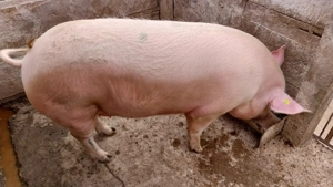 Porci de vanzare in Carei - imagine 3