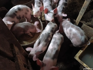 Vand soldani - imagine 2