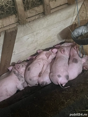 purcei 6 saptamani - imagine 2