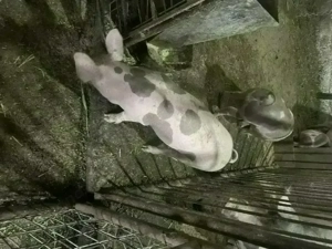 Purcei pietrain de vanzare