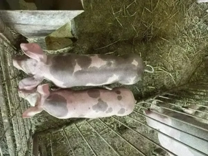 Purcei pietrain de vanzare - imagine 5