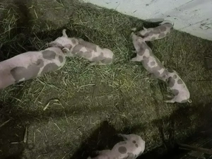 Purcei pietrain de vanzare - imagine 3