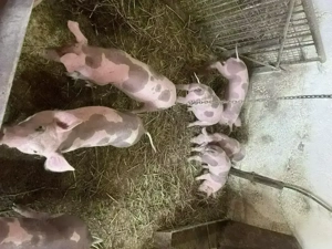 Purcei pietrain de vanzare - imagine 2