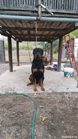 vand o pereche rotwailler  - imagine 3