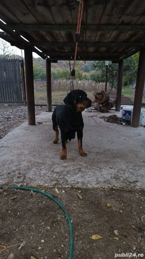 vand o pereche rotwailler  - imagine 4