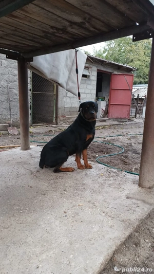 vand o pereche rotwailler  - imagine 5