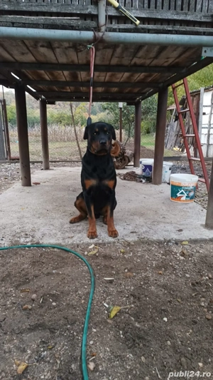 vand o pereche rotwailler 