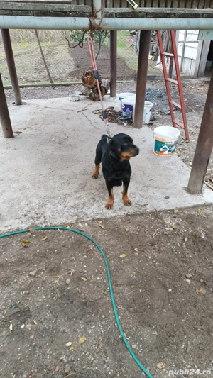 vand o pereche rotwailler  - imagine 2