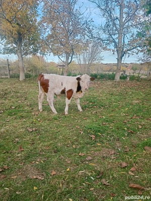 vand tauras - imagine 2